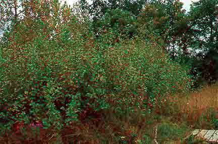 Common Buckthorn: An Ecological Threat & What You Need to Know