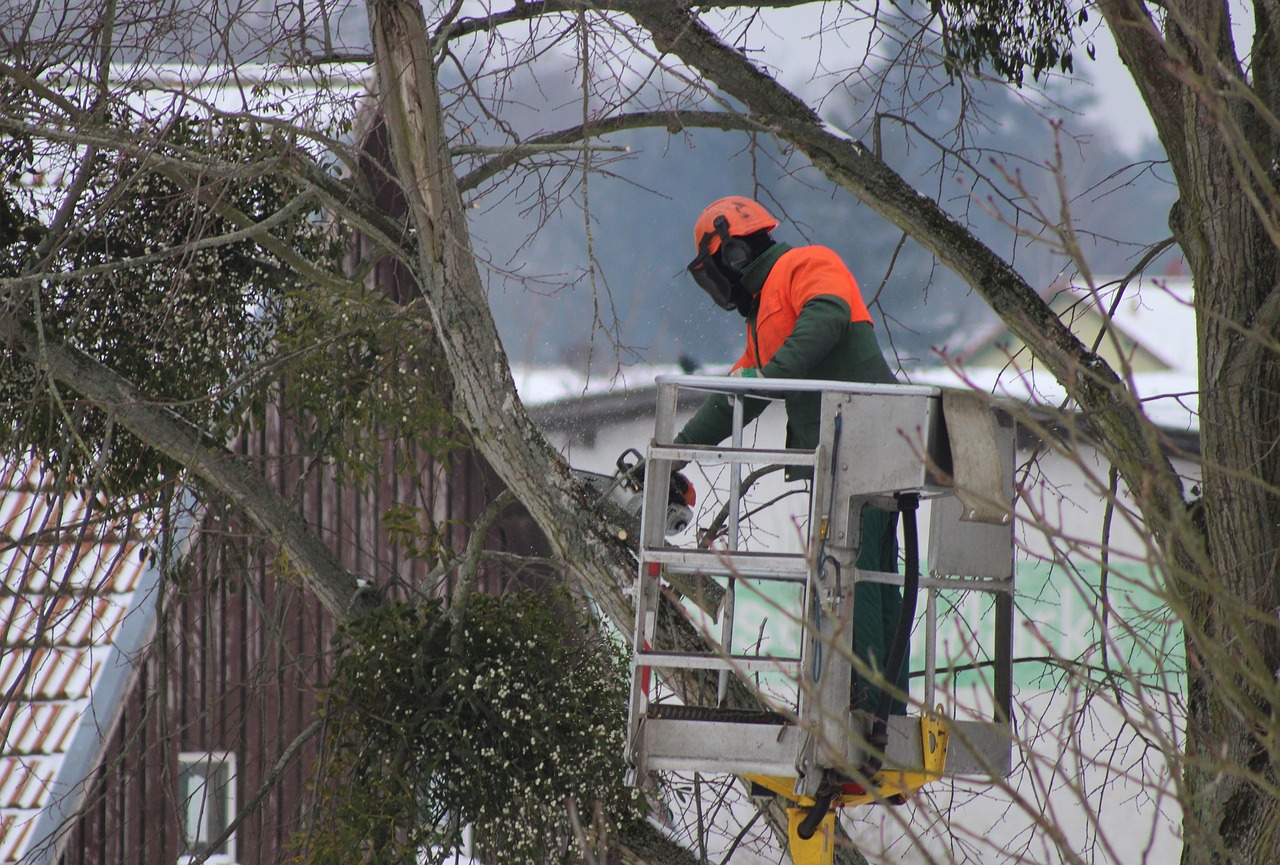 Tree trimming services in the Twin Cities.
