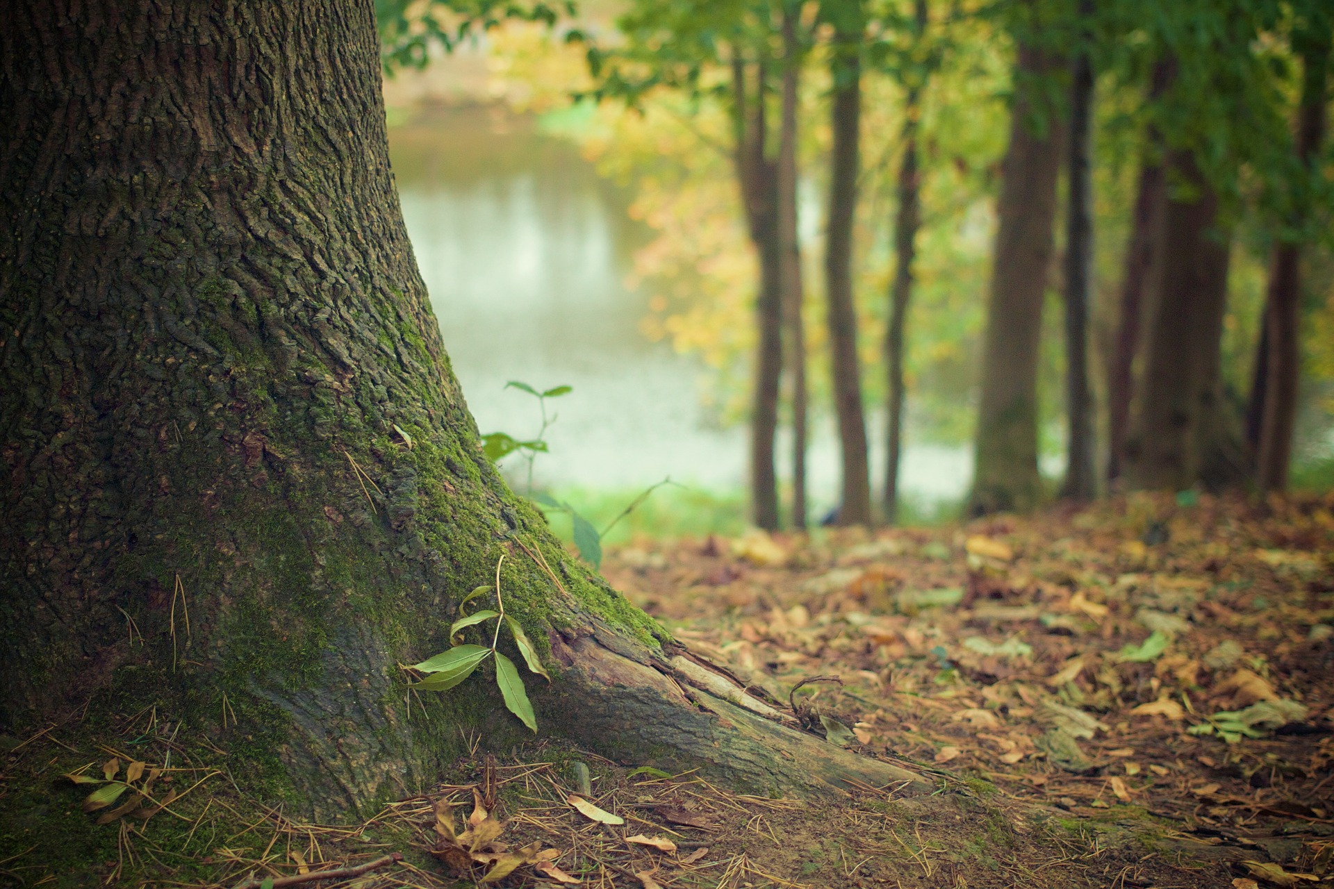 tree trunk 569275 1920