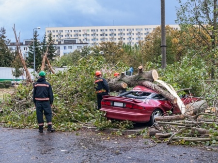 tree falls on car