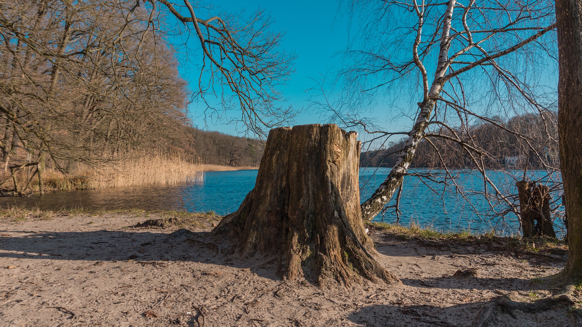 The Average Cost Of Tree Stump Removal Grinding Tips Twin Cities 