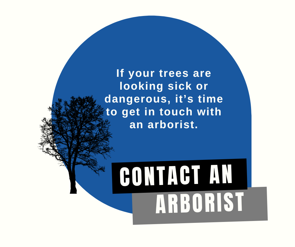 Call an arborist