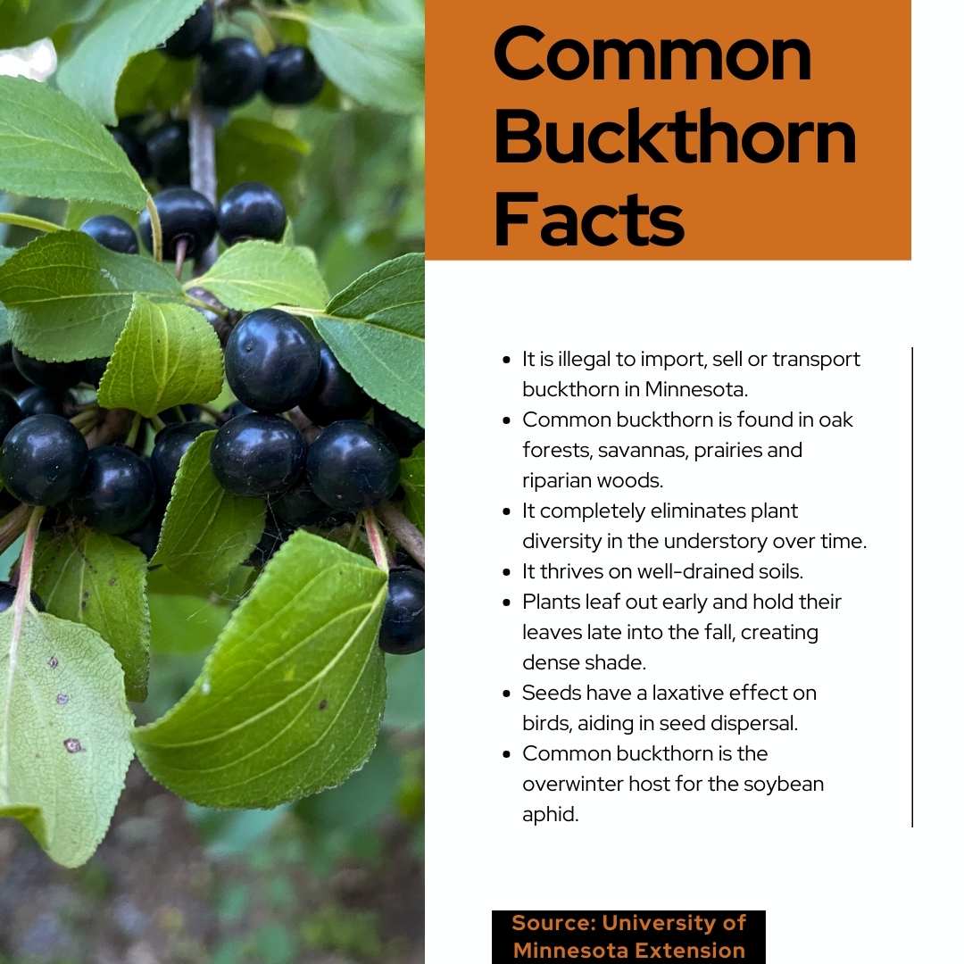 Common Buckthorn Facts 