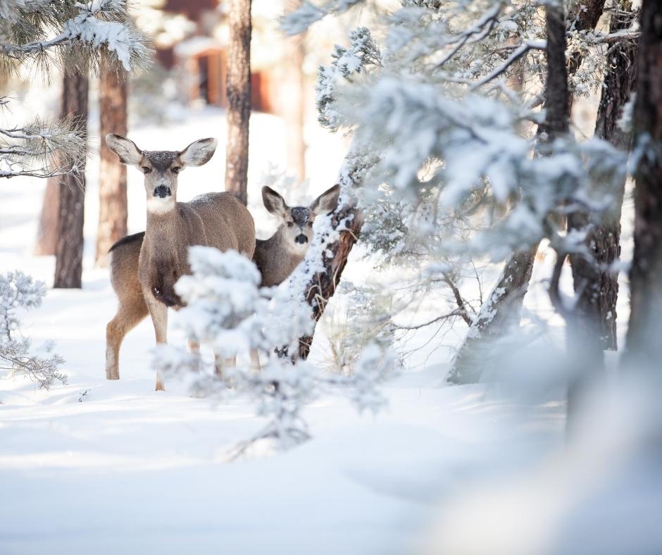 Deer in the Winter