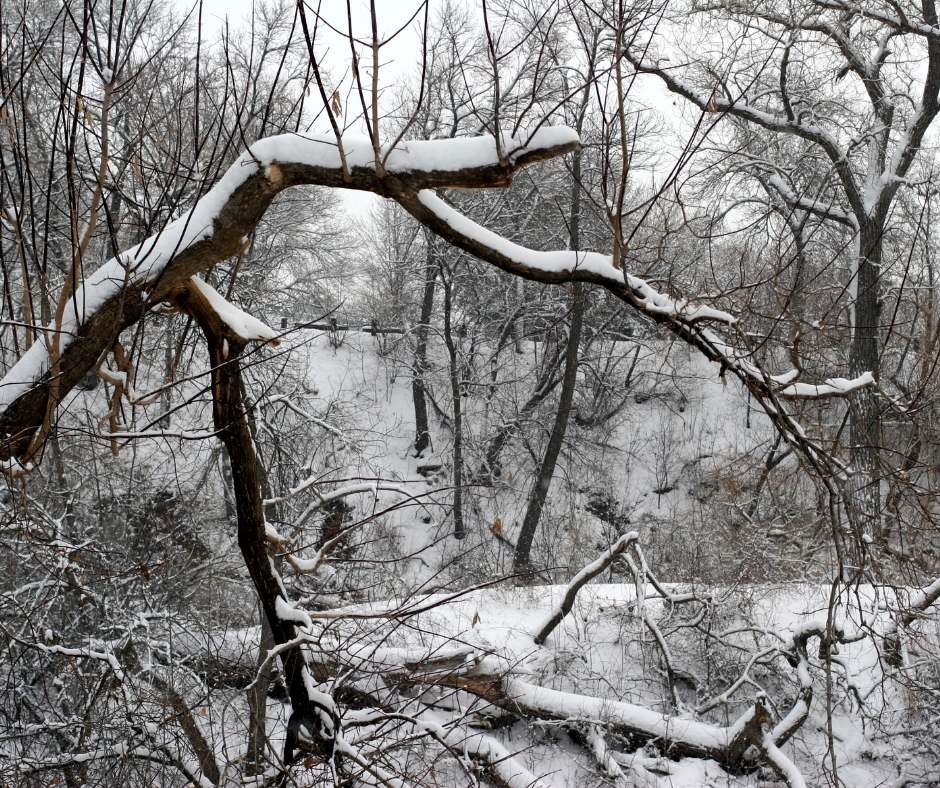 Fallen Branch in the Winter