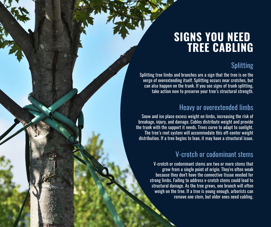 Why Tree Cabling Is Necessary, Tips