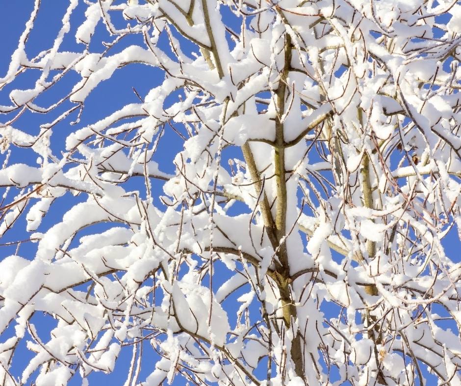 winter tree damage