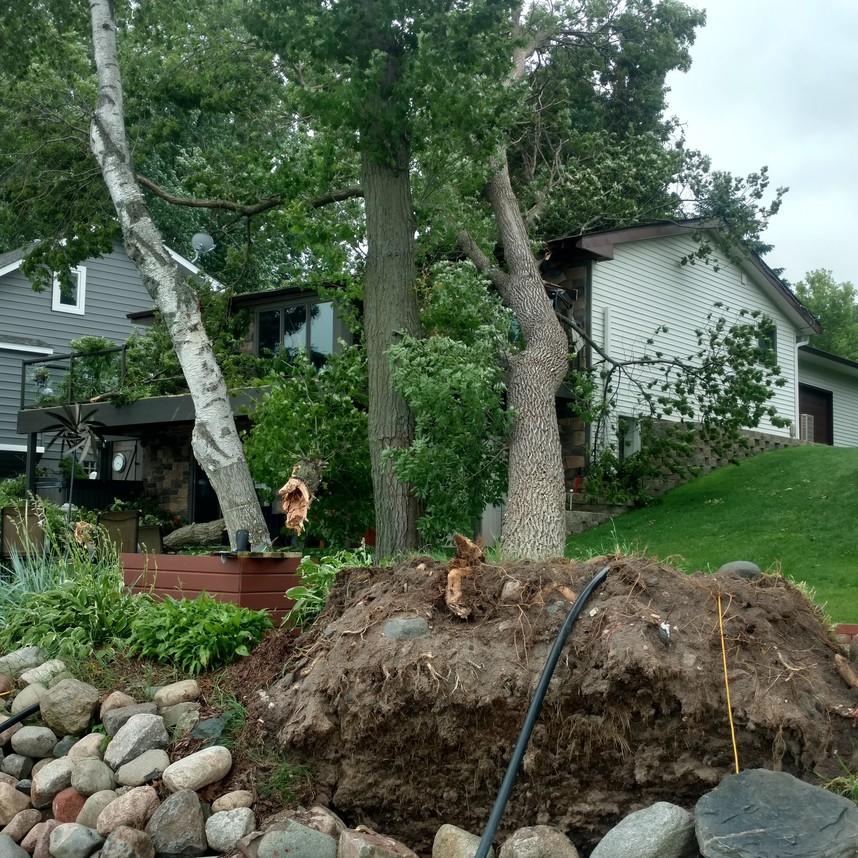 Storm Damaged Tree | Cabling and Bracing Trees in Minnesota