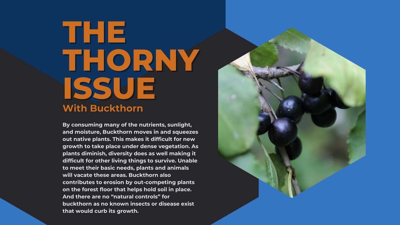 The Thorny Issue with Buckthorn