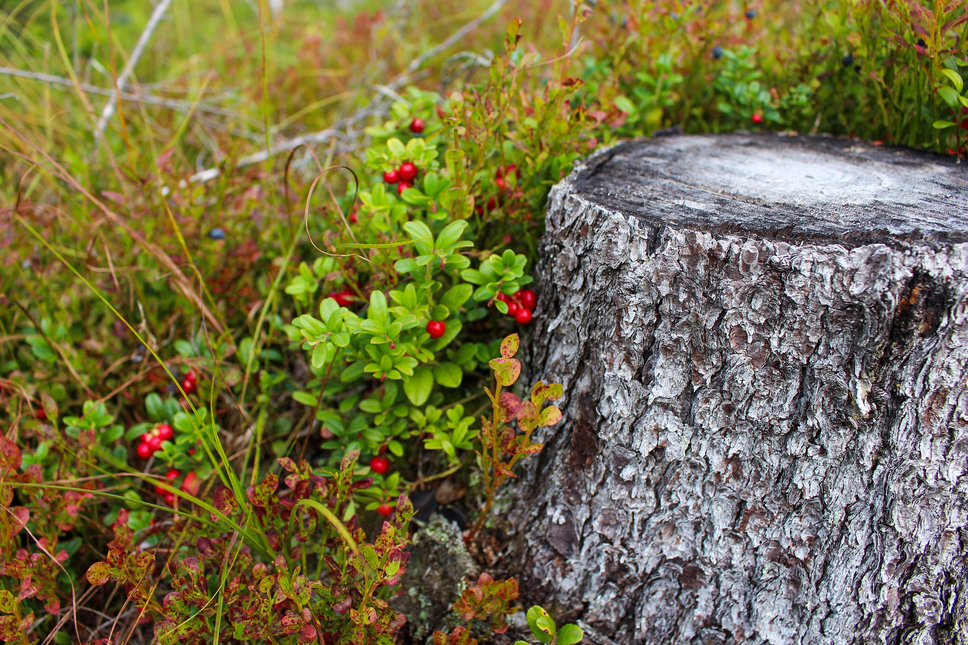 Tree stump removal in the Twin Cities