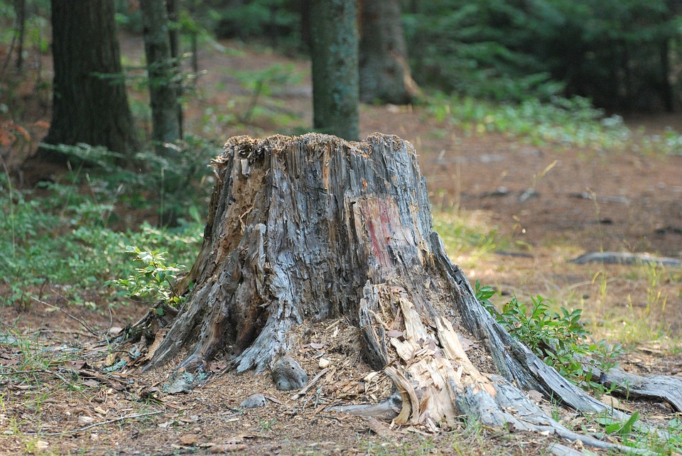 Burying Stumps: What You Should Know | Tips | Twin Cities Tree Care | Precision Landscape & Tree Mn