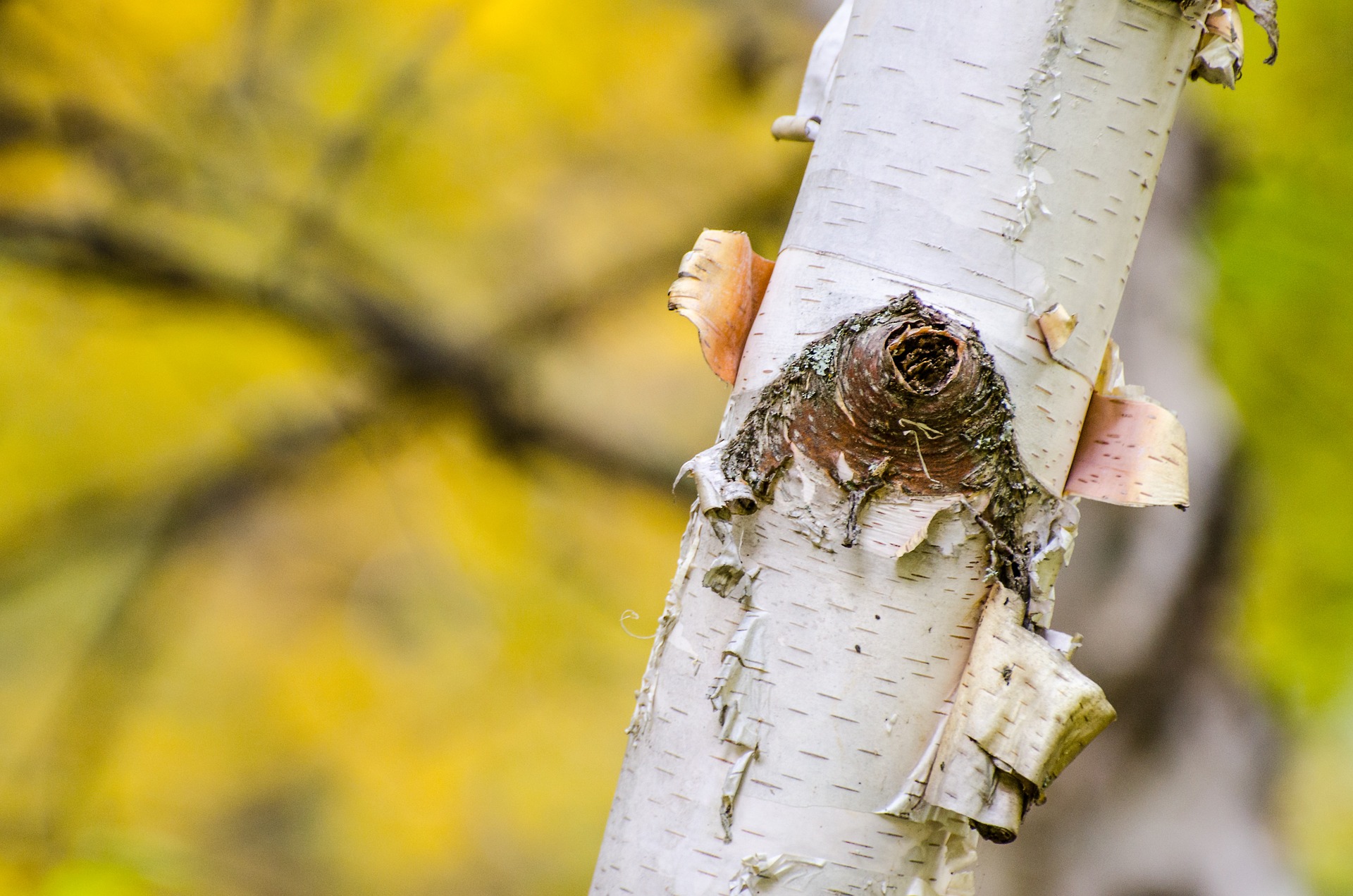 The Best Trees & Shrubs To Plant In Minnesota Tips Twin Cities Tree