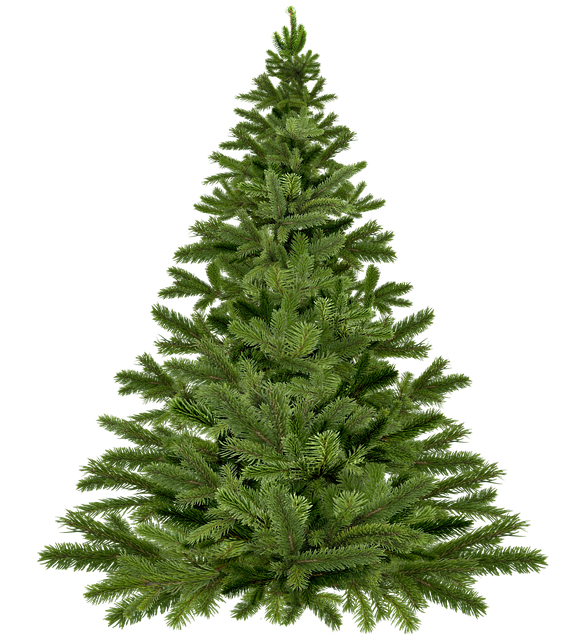 christmas tree christmas 1796131 640