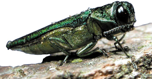 emerald ash borer