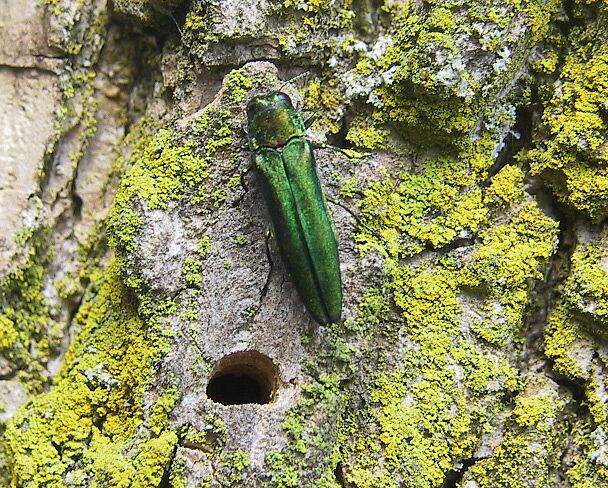 emerald-ash-borer-hole-bug