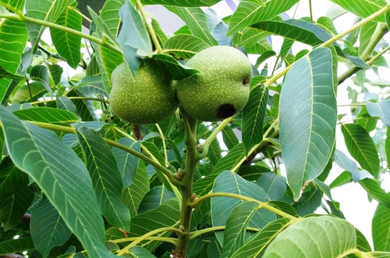 fruit tree disease