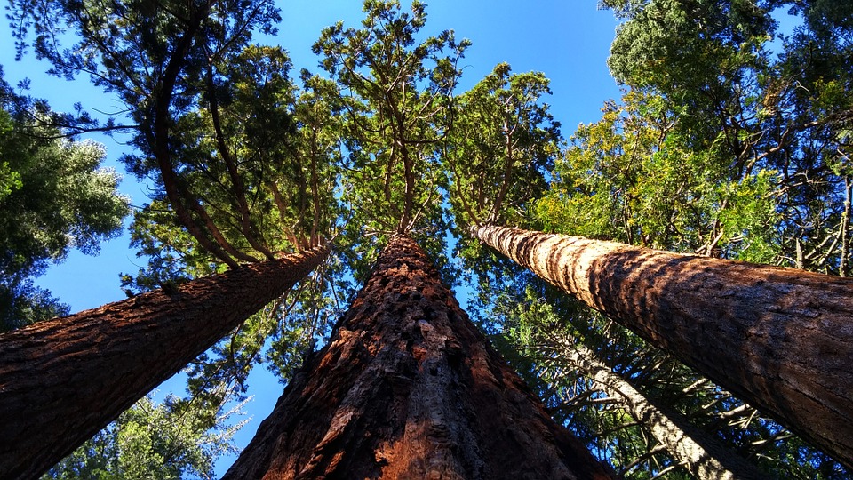 What to Consider When Planting a Tree