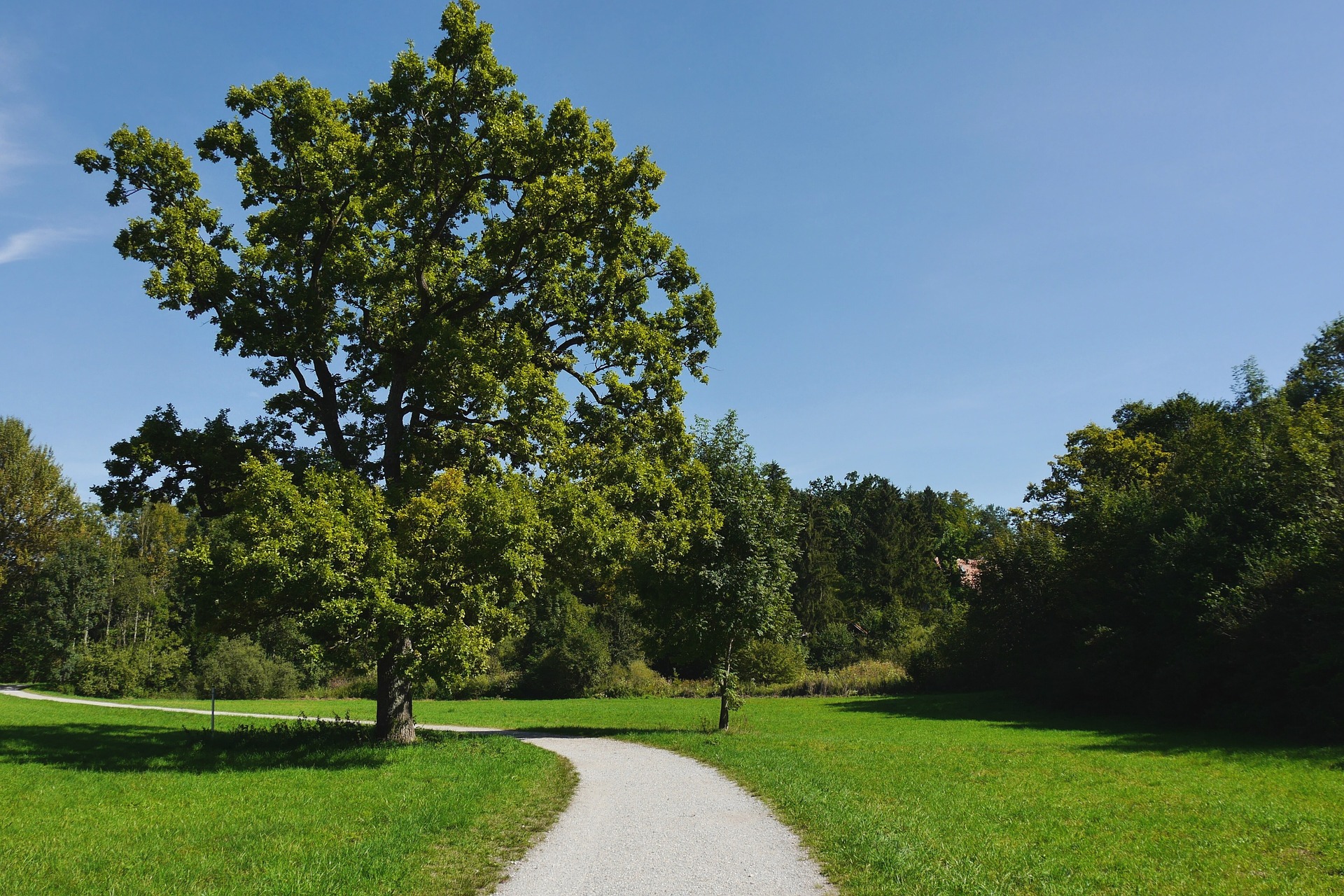 The Best Trees &amp; Shrubs To Plant In Minnesota Tips