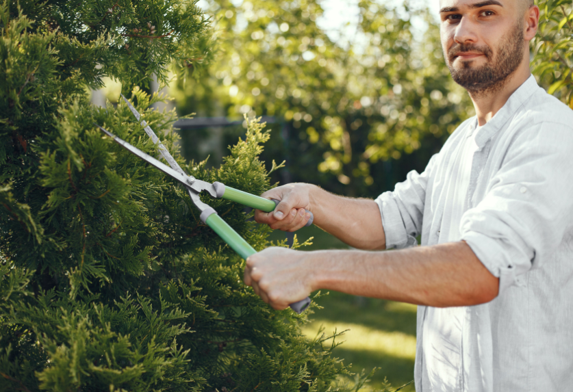 man pruning 1