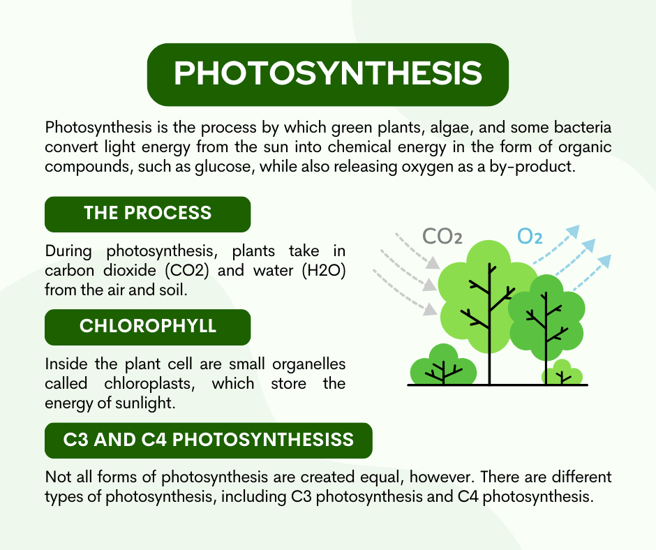 photosynthesis