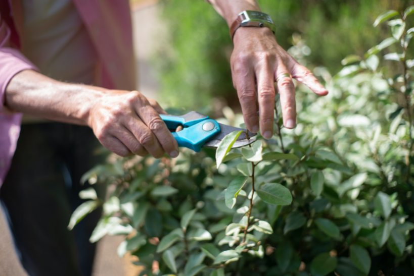 pruning shears