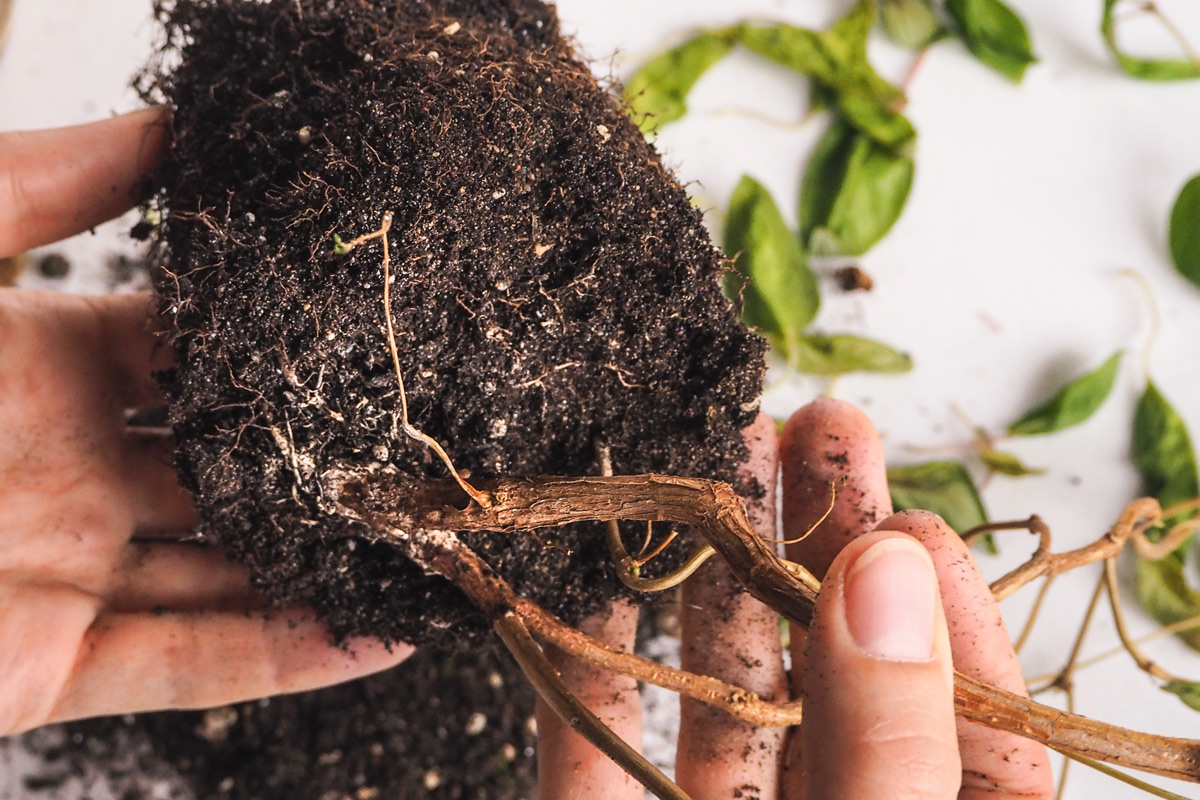 Сотворить корень. Pythium root rot. Здоровые корни растений. Фуксия корень. Корневая система пиперомии.