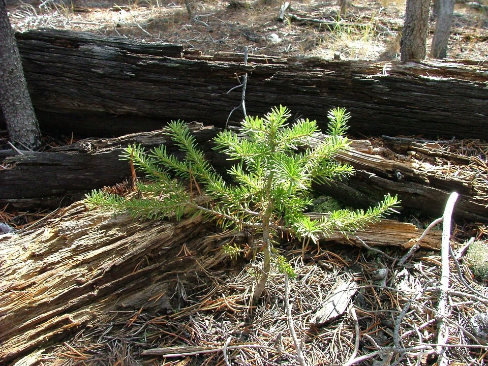 What to Consider When Planting a Tree