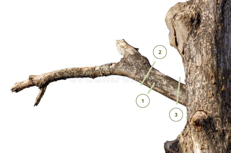 tree cutting diagram