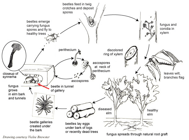 Everything You Need To Know About Elm, Ash, & Oak Trees