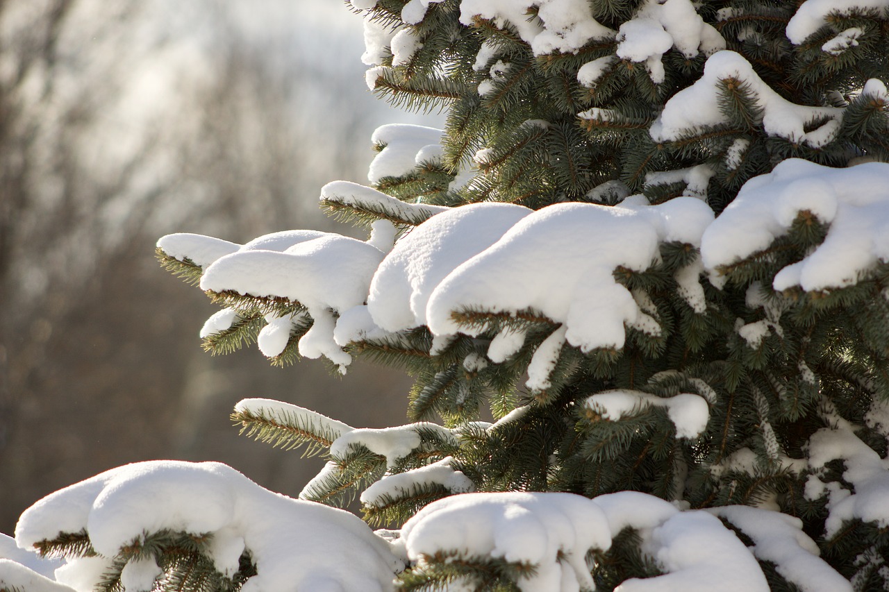 Winter Weather and the Damage it Can Cause to Trees